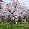 2024年お花見 3月末の京都の桜の開花状況について （速報）