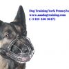 The Best Dog Training York Pennsylvania