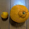 【2025年】無人販売の売上実績公開｜100円の苗が大逆転？意外と売れない野菜とは