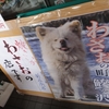 【青森・鰺ヶ沢】ブサカワ犬の、わさお～(笑)