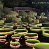 【滋賀・草津】夜に咲く花に魅了～♪　夜間開園で楽しんだパラグアイオニバス！！！