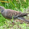 敬老の日の鳥たち（２）～「キジバト」のリアルな食事風景～