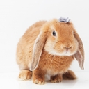 うさぎが出産するブログ