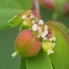 厄介な花の写真を撮ってしまった！