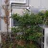 『20240608の花壇』の事。