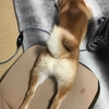 柴犬あきとの生活　204