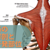 僧帽筋の機能解剖と圧痛好発部位