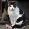猫の恩返し