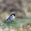 "オオハシシギ＂＂ウズラシギ＂＂ツルシギ＂など　淡水系のシギたち（その３）　野鳥撮影《第307回目》