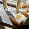 ひさびさの日向ぼっこで愛猫も飼い主もぽっかぽか♪