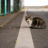 地元漁港のねこさん