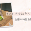 チンチラはどんな性格？生態や特徴についても解説