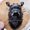 2023/5/26  タランドゥスオオツヤクワガタ♂の羽化