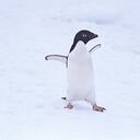 ペンギンになって考える
