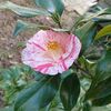 「春が待ちきれないのか、はたまた、もう春なのか。」 - Camellia japonica