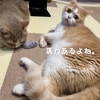 雨田甘夏、不規則です。【猫と予想外とちょこまか事情】