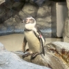 【えのすいレポ】ペンギンからカピバラまで！イルカショー情報や癒しの展示まとめ