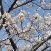 満開の桜、さくら、サクラ