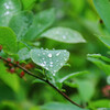 初夏の雨上がりの緑