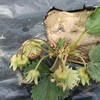 【農園日記】きゅうり、かぼちゃ、小玉すいかの苗植え　4月25日
