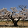 納場小学校の桜・・②