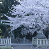 深溝 御祖神社の桜