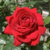 ティアーモが咲きました🌹