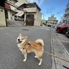 拍子抜けしてしまいました。