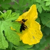 ヘチマの花とクマバチ