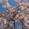 上田城千本桜まつり ２０２４年 日程は？