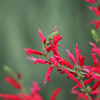 10月初めの庭や近所の花