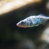 ハリヨ Gasterosteus aculeatus subsp.