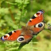 ■2025-09-23（火）クジャクチョウに会えた。