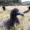 アホウドリのヒナ、新天地での飼育順調に