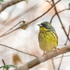 この冬も縁起の良い ＂ウソ＂に会うことが出来ました。　野鳥撮影《第394回》