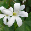 Oxalis triangularis ssp. papilionacea