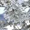 和琴の霧氷