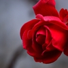 薔薇