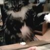 指パッチンが大嫌い！？パッチンされると激怒して連続猫パンチ！【猫動画】