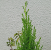 クリスマスの寄せ植え