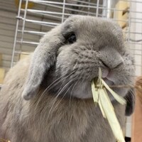 うさぎの肥満について 肥満の原因とリスクとは おうちのうさぎさんの適正体重を知ろう うさぎさんとモフモフな日々 うさぎの肥満について 肥満の原因とリスクとは おうちのうさぎさんの適正体重を知ろう うさぎさんとモフモフな日々