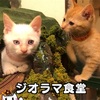 【ジオラマ食堂】鉄道ジオラマに解き放たれし最強子ニャジラ【猫カフェ】