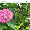 ヤグルマギクを詠んだ短歌／街中であった花たち　ウメの実が大きくなっています．初めて出会ったヘンダール：ミカン科はヘンルーダ科と呼ばれていた！　何軒か軒先の植木鉢に，ヤグルマギクが花を咲かせていました．　うば玉の髪より白き簾（すだれ）より涼しきいろの矢ぐるまの花　与謝野晶子，　にほやかに君がよき夜ぞふりそそぐ白き露台の矢ぐるまの花　北原白秋，　函館の青柳町こそかなしけれ 友の恋歌 矢ぐるまの花　石川啄木　　牧草に種子まじりゐし矢車の花咲きいでて六月となる　石川不二子