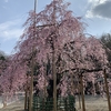 大國魂神社にきれいな桜