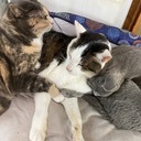 すずりんの日記