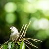 探鳥日記④：処暑の探鳥