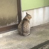 にゃん月終了