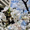 久しぶりに青空