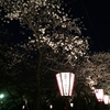 合浦公園の夜桜