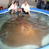 River Stingray